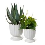 Small Scalloped Planter