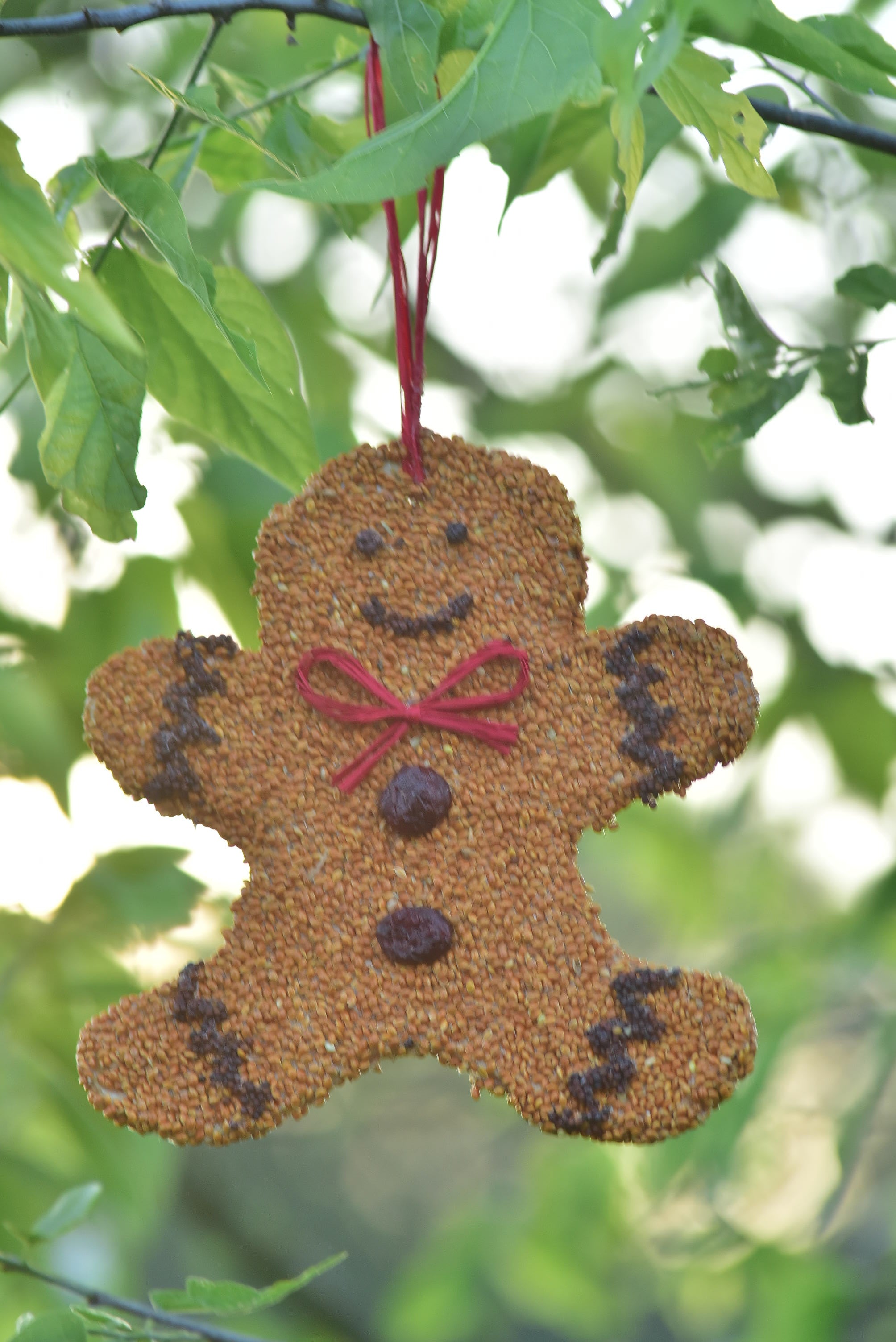 Bird Cookie Gingerbread